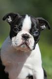 BOSTON TERRIER 160